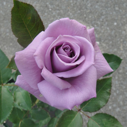 blue_rose2010-6.jpg