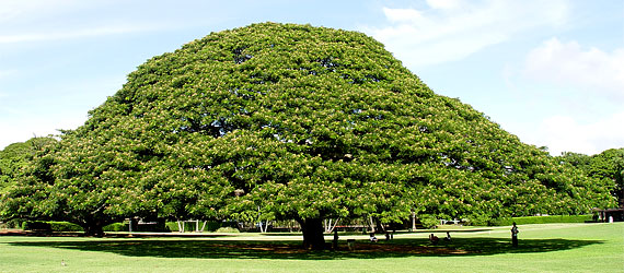 tree2.jpg