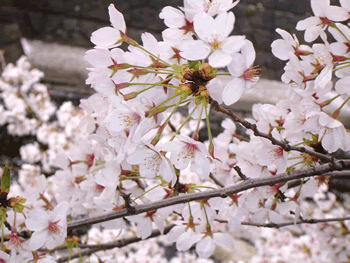 sakura.gif